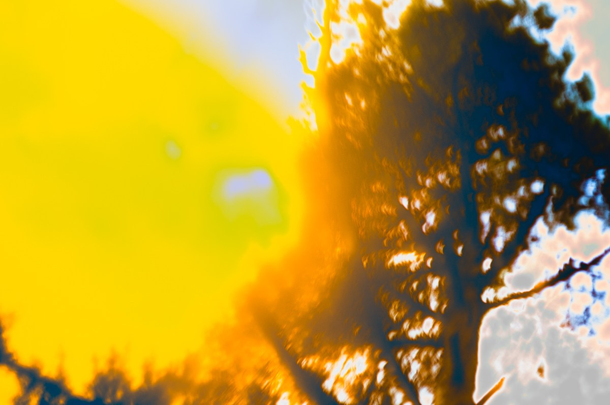 Magic forest. ПЕТР ПОПОВ | VISUAL ARTIST