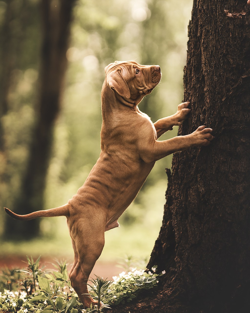 АПБТ. Фотограф анималист Осипчикова Мария