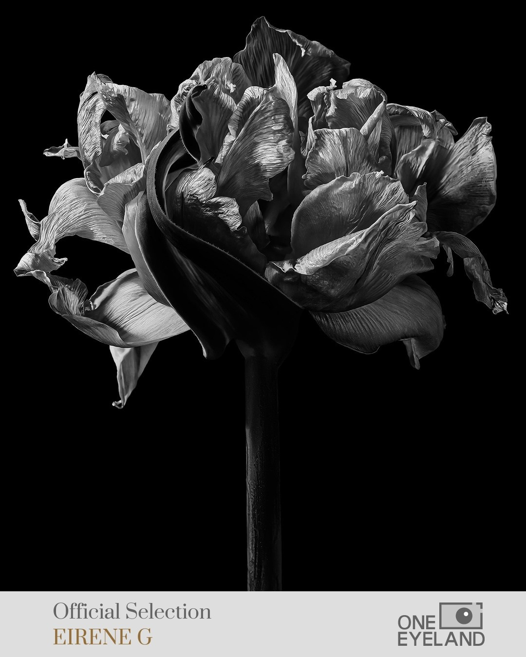 ONEEYELAND GALLERY. Eirene G |  Photoartist | Flowers from my garden