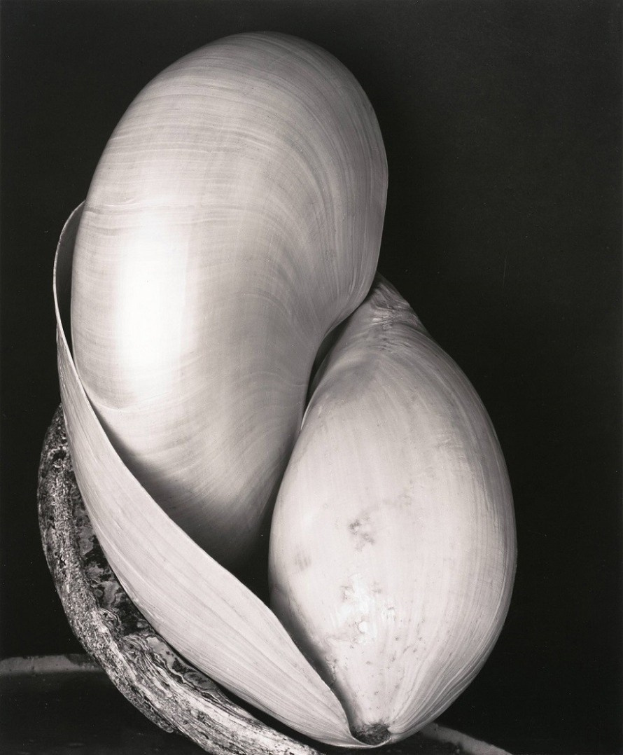 фотография Эдварда Уэстона с акцентом на форму и текстуру объекта