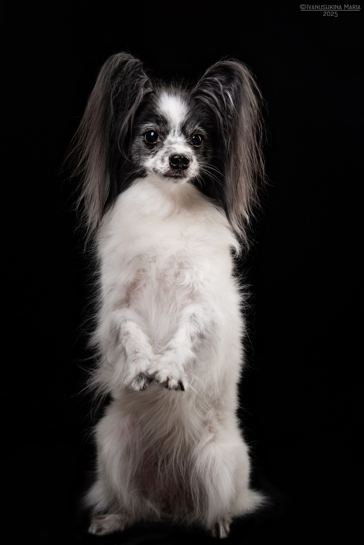 Фотосессия собаки в студии. Фотограф собак в Москве и Московской области Иванушкина Мария