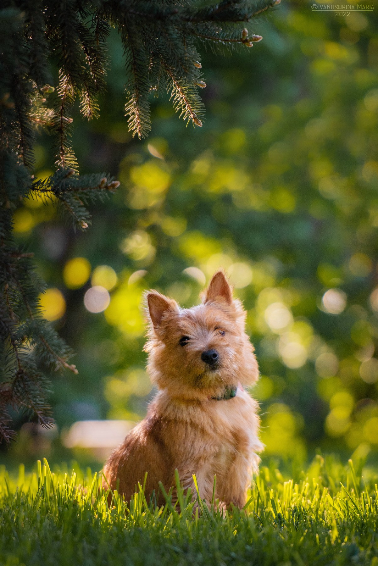 керн терьер