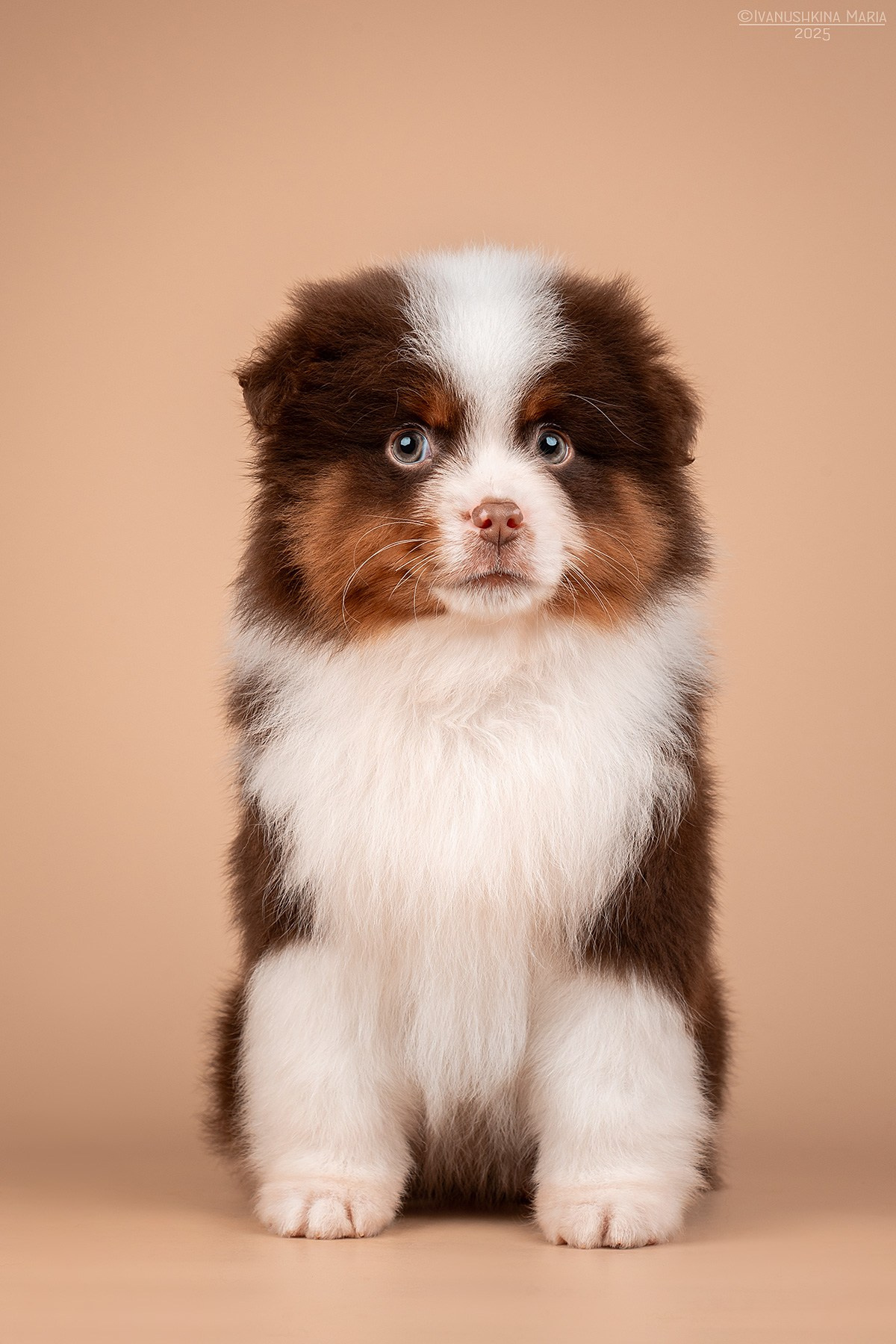 Фотосессия щенков на фонах. Фотограф собак в Москве и Московской области Иванушкина Мария