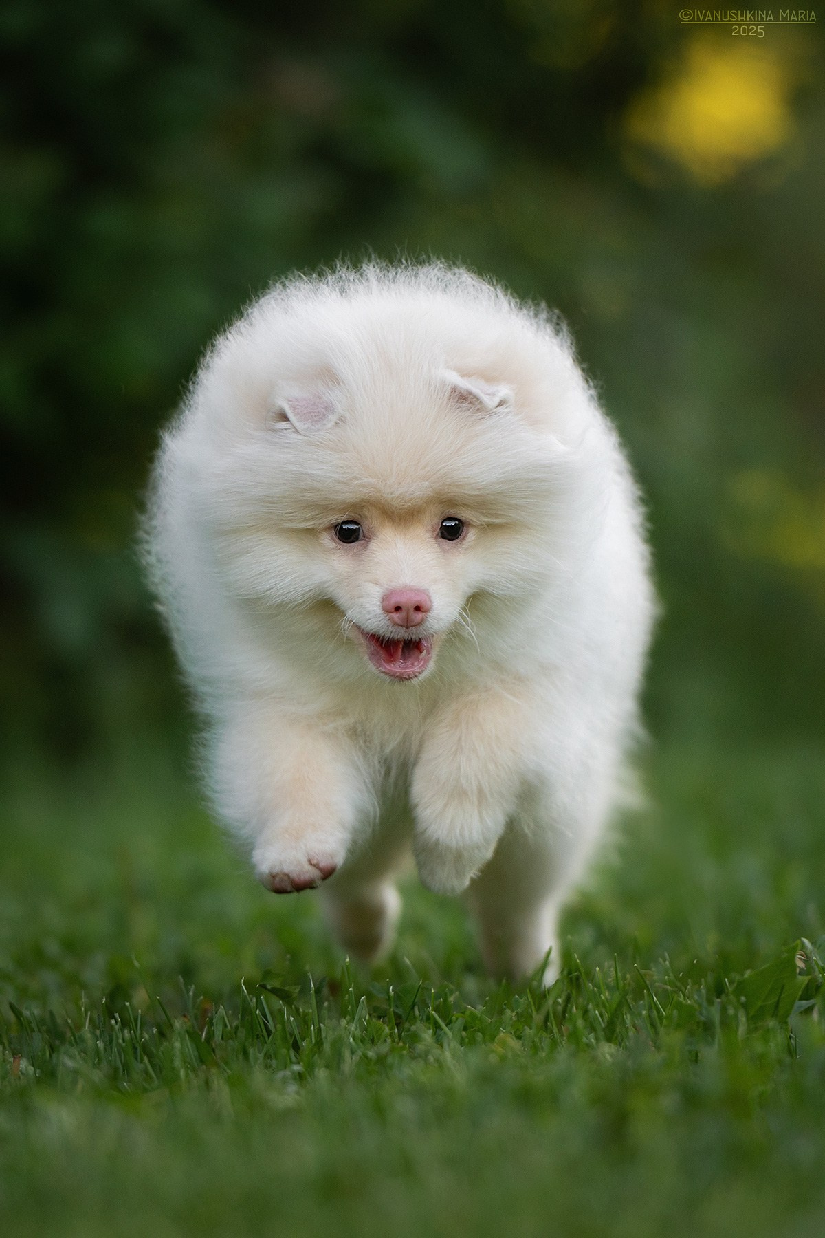 Фотосессия щенков на продажу. Фотограф собак в Москве и Московской области Иванушкина Мария