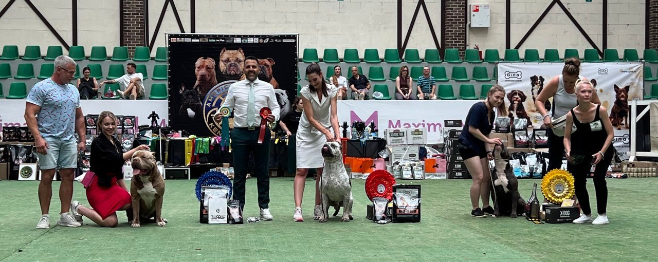 American bully to buy a puppy	in Lodz, Buy an American Bully XL puppy	in Lodz, Buy an American Bully puppy	in Lodz, buy an American Bully puppy	in Lodz, buy ambuli	in Lodz, American Bully XL Puppy sale	in Lodz, sale of American Bully XL puppies	in Lodz, The official American Bully XL Nursery	in Lodz, the official nursery of American Bullies XL	in Lodz, 