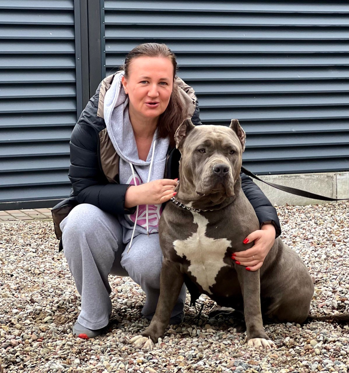 UPB’s Queenie & Zeus. 16.04.24. Американские булли XL в г. Калининград. Питомник Great Bully UNIVERSE