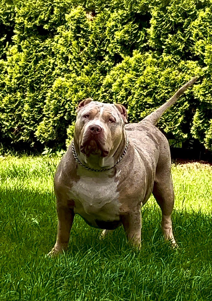 Наши собаки. Американские булли XL в г. Калининград. Питомник Great Bully UNIVERSE