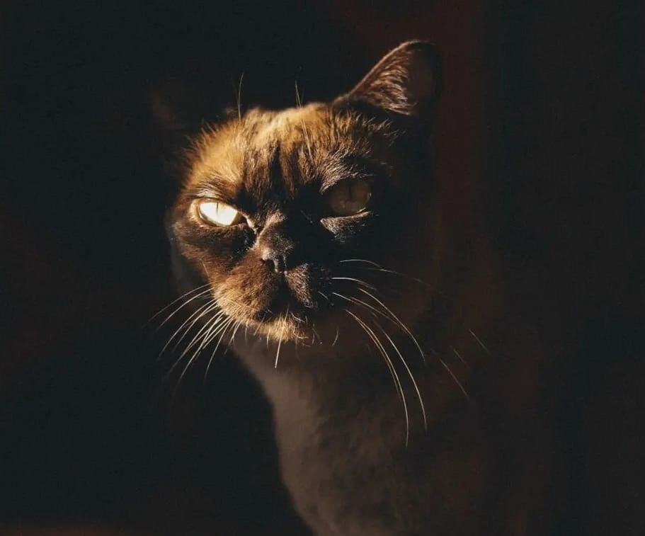 Котёнок американской бурмы. Las Burmas — питомник американской бурмы традиционных линий