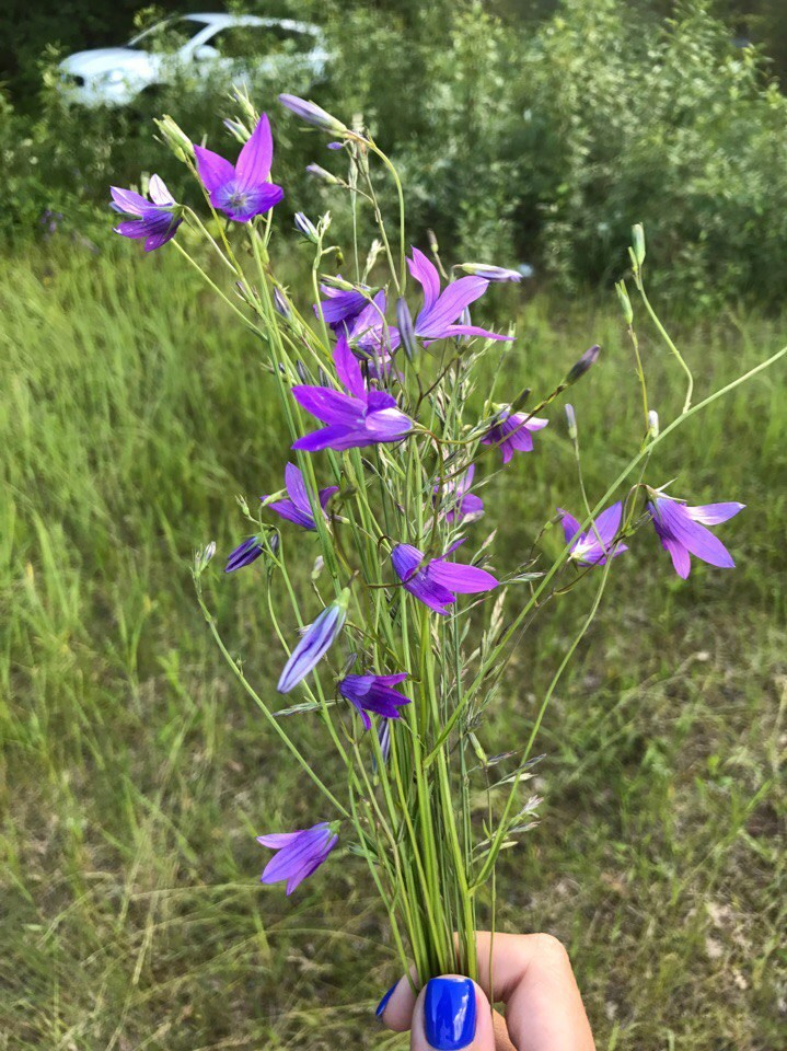 Походная романтика 22! Новый год и не тра-та-та-та… | 23-25.06.2017. Галерея Фантим