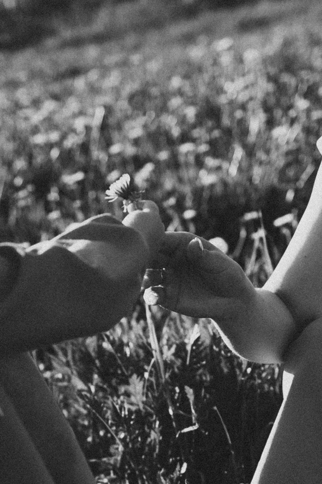 Солнечные львята. Фотограф Москва Светлана Кирюшина