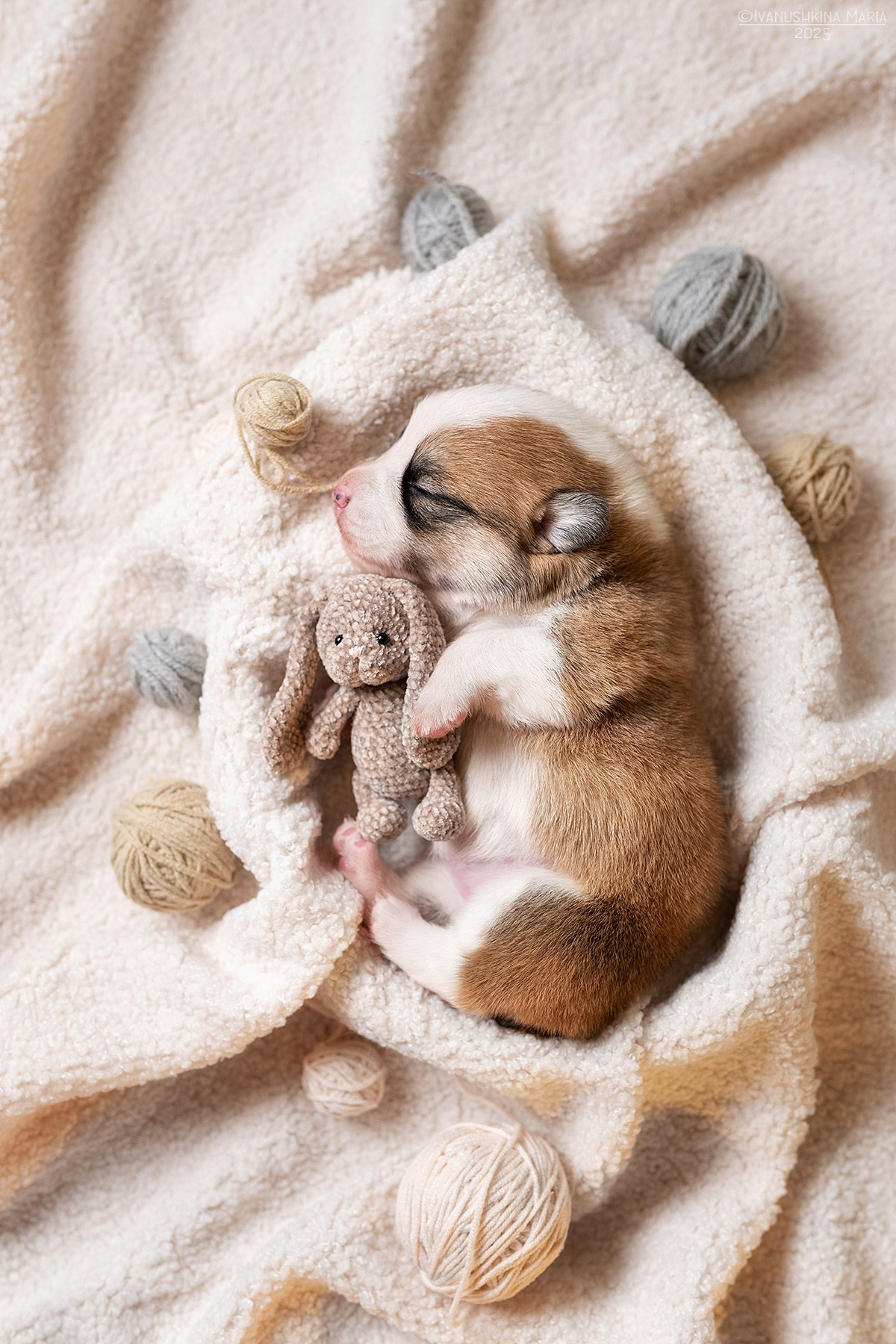 Ньюборн фотосессия щенков. Фотограф собак в Москве и Московской области Иванушкина Мария