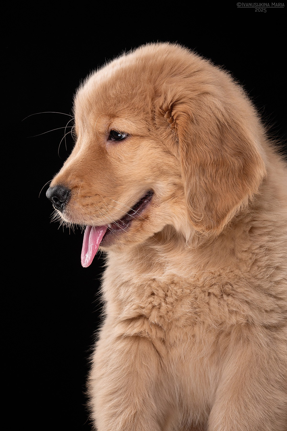 Фотосессия щенков на фонах. Фотограф собак в Москве и Московской области Иванушкина Мария