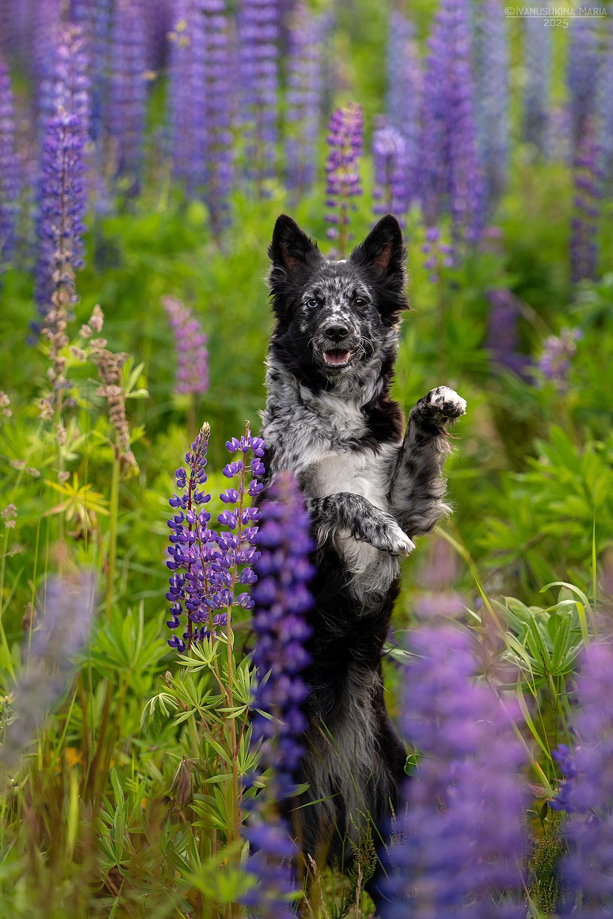 Фотограф-анималист. Фотограф собак в Москве и Московской области Иванушкина Мария