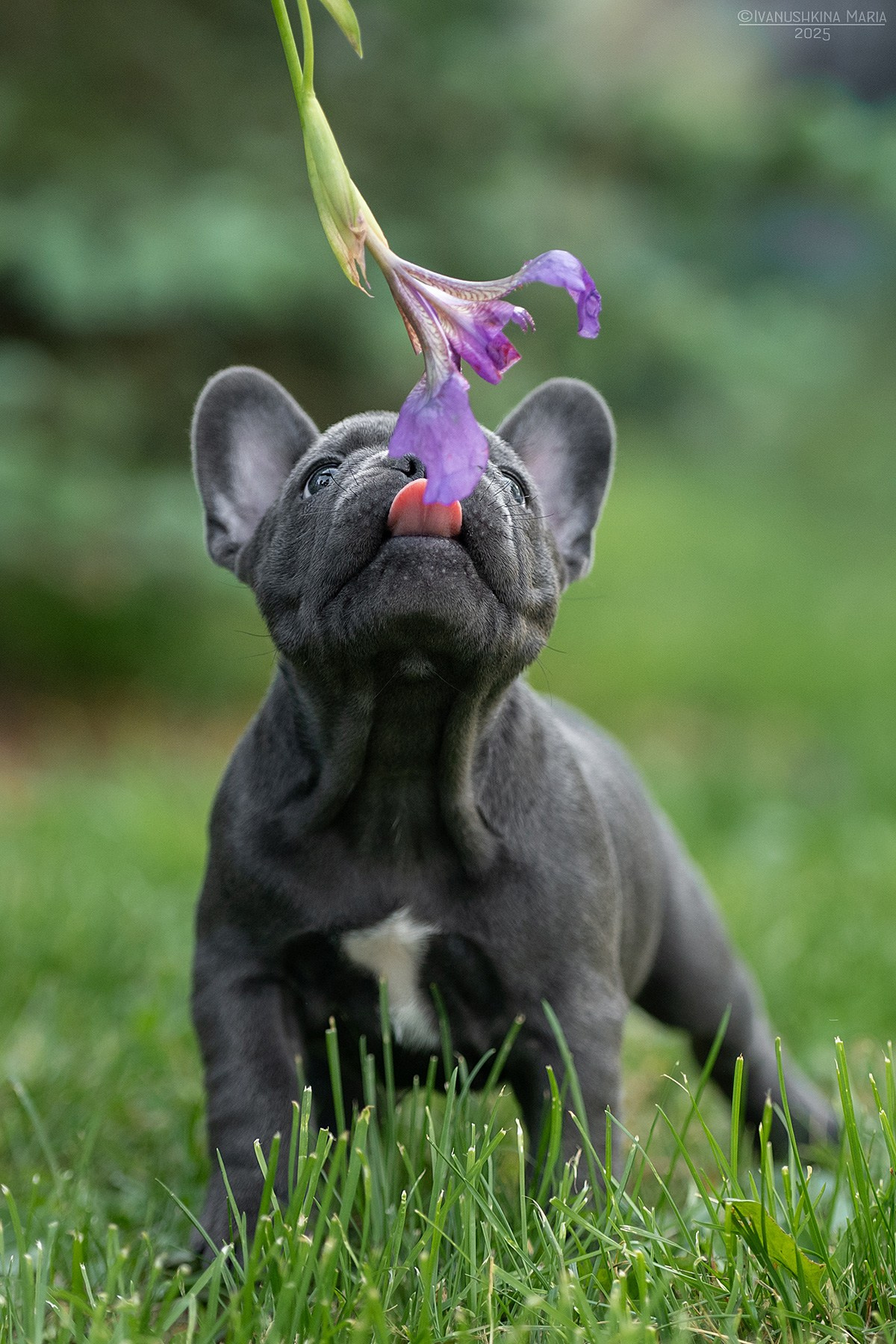 Фотосессия щенков на продажу. Фотограф собак в Москве и Московской области Иванушкина Мария