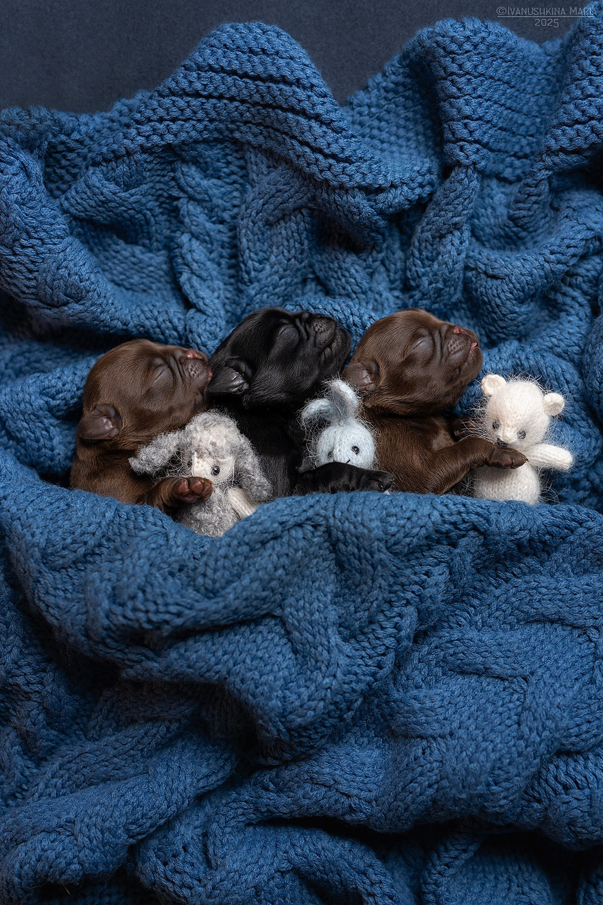 Ньюборн фотосессия щенков. Фотограф собак в Москве и Московской области Иванушкина Мария