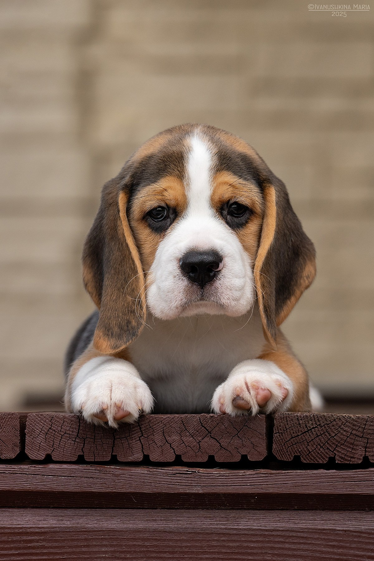 Фотосессия щенков на продажу. Фотограф собак в Москве и Московской области Иванушкина Мария