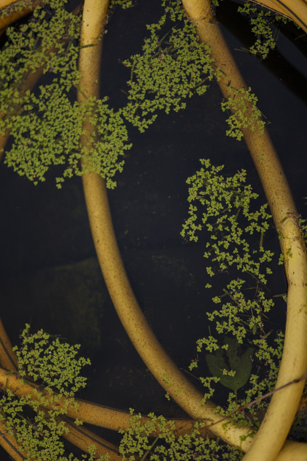 Огород + Поле. Фотограф в Москве и Домодедово Ирина Коростелева