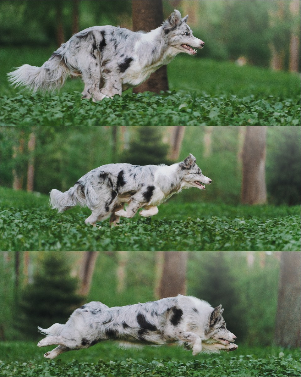 Света, Катрин и Умка. Фотограф анималист в Москве и Санкт-Петербурге Свиридова Анна