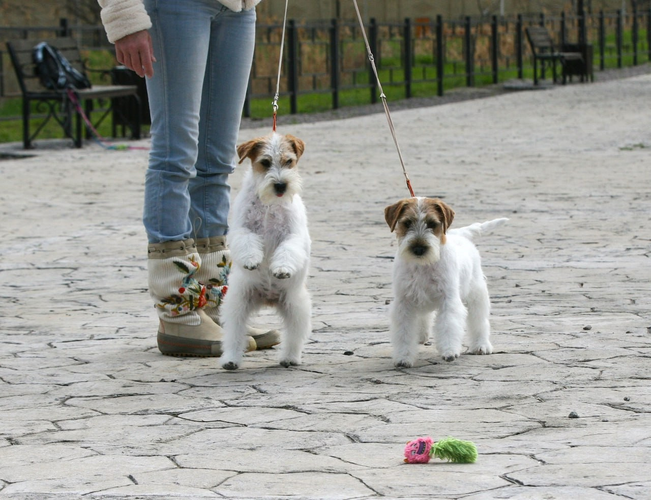 Lovely-Orange Coza Nostra. Lovely-Orange питомник джек рассел терьеров