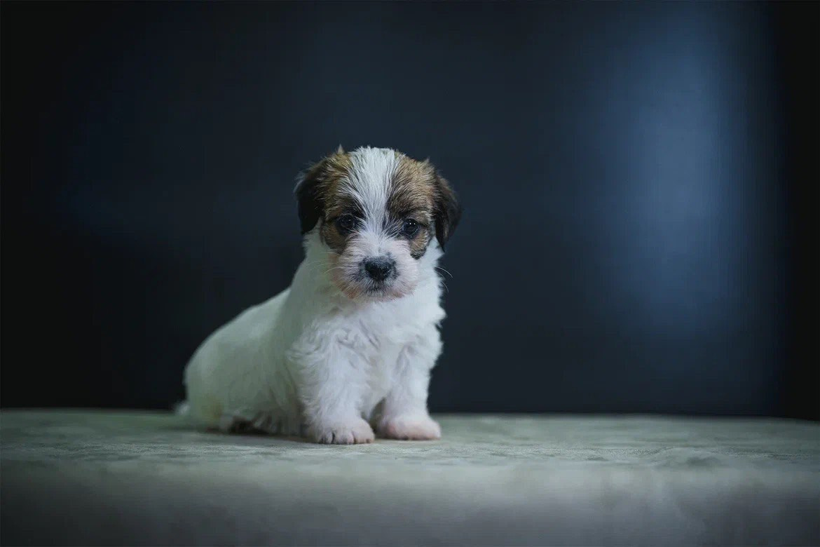 Сука 3. Lovely-Orange питомник джек рассел терьеров