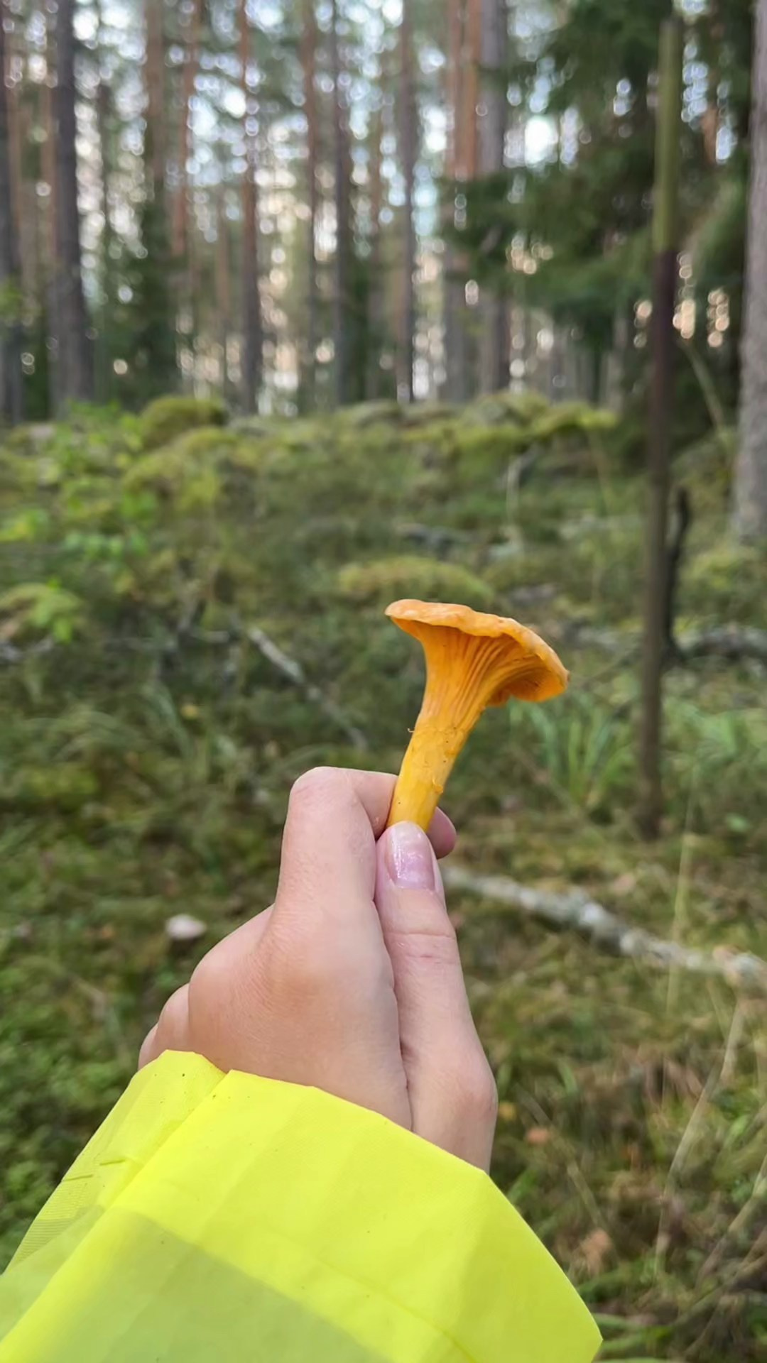 Aesthetic. Монтаж видео Полина Стрекалова