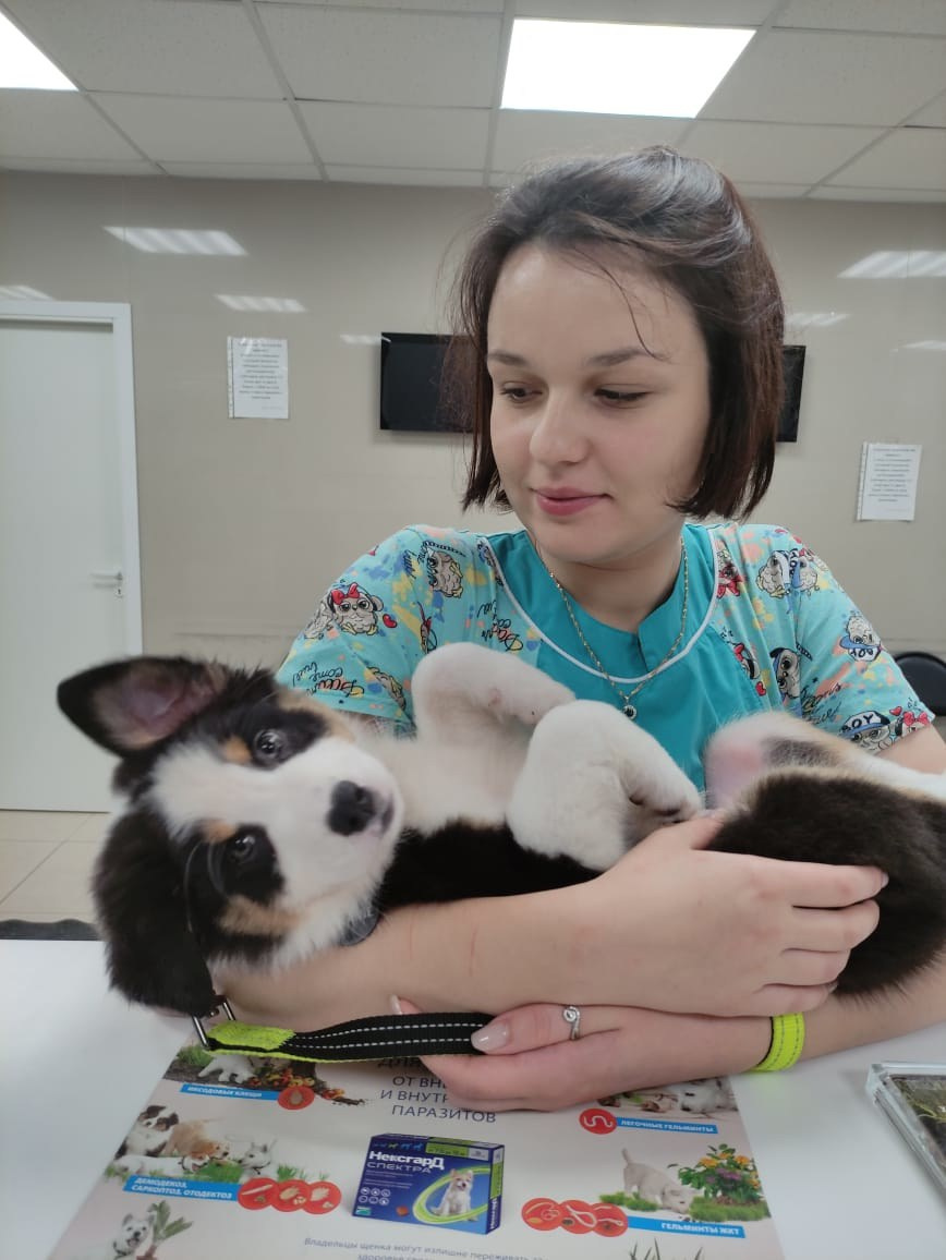 Рави. BLGKV питомник собак