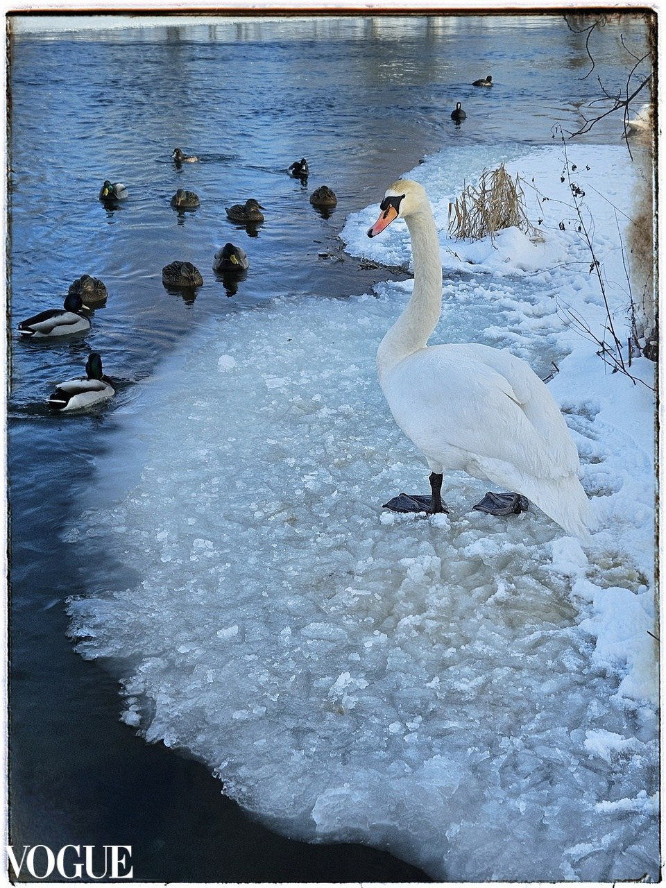 Photovogue. Tatyana Mazok creative photographer in Minsk