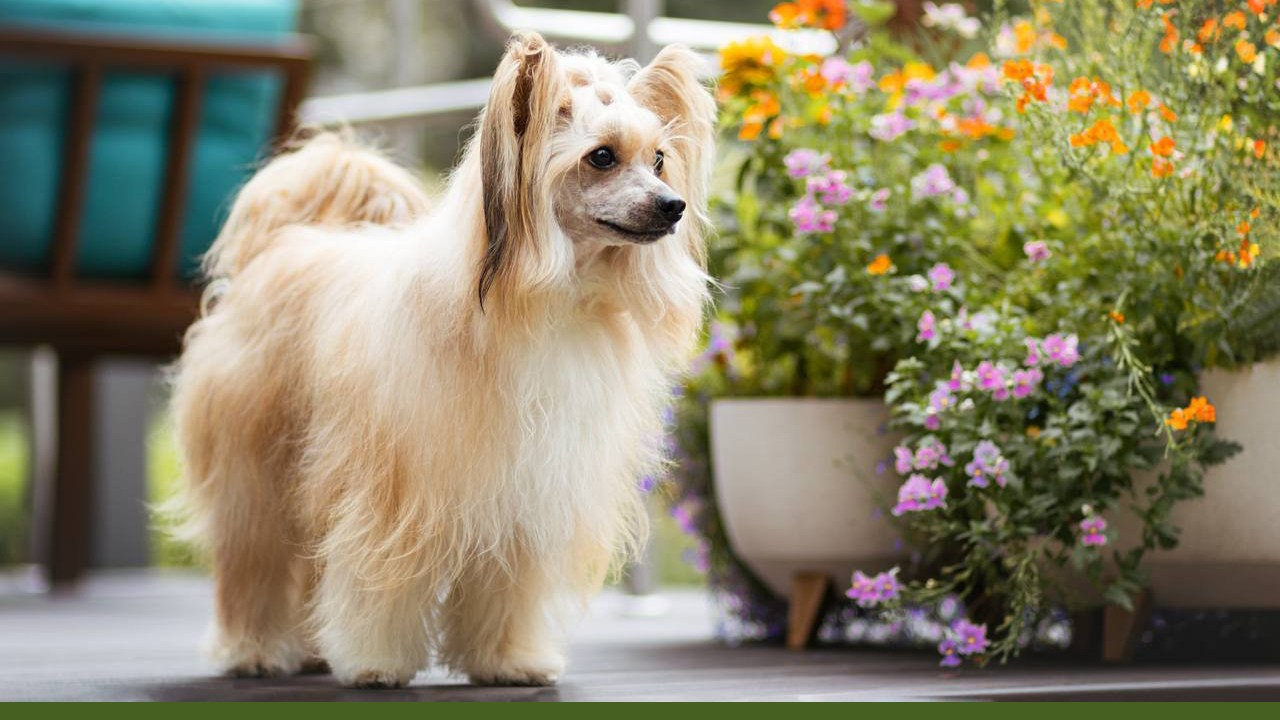 Poale Ell Veles. Poale Ell Chinese Crested Dog Kennel: Buy a puppy from the kennel