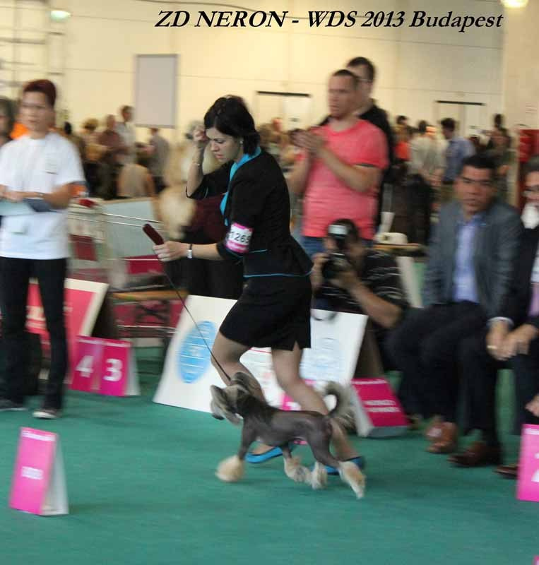 Нерону (Zlato Dinastii Neron) — 14 лет. Поздравляем тебя, наш знаменитый папа!. Питомник китайских хохлатых собак Poale Ell: купить щенка