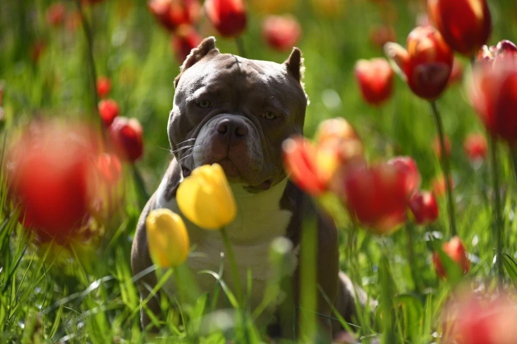 Булли покет кобель Евгур. ПИТОМНИК СОБАК ПОРОДЫ АМЕРИКАНСКИЙ БУЛЛИ