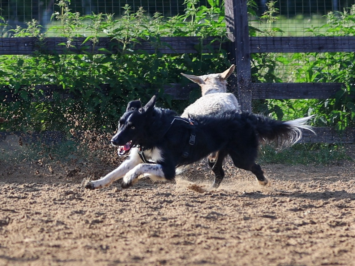 Пастьба. Фотограф-анималист в Москве Кириллова Татьяна