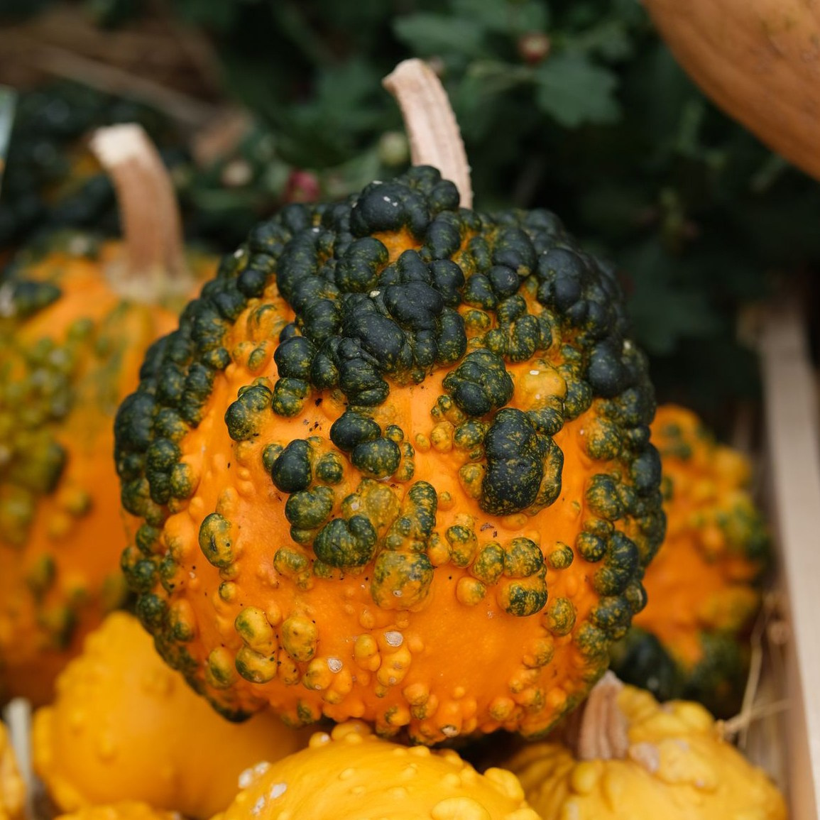 Warty Goblin cultivar