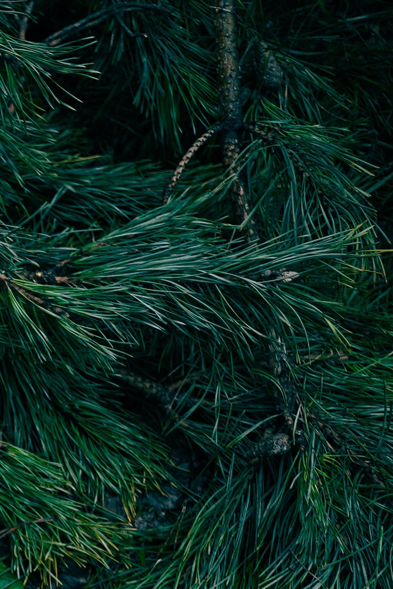 В кадре: Разбитая ваза. Объективно. Показываю жизнь через свои кадры