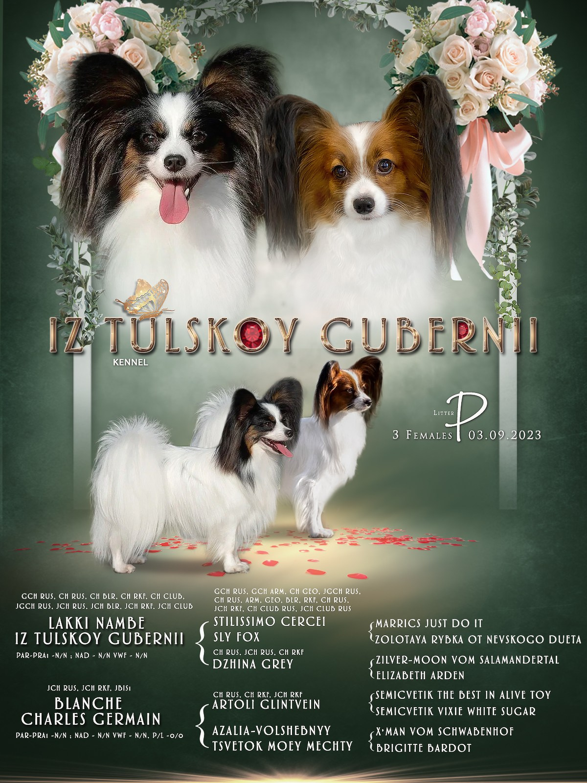 Презентации. Фотограф — анималист в Туле Юлия Лето