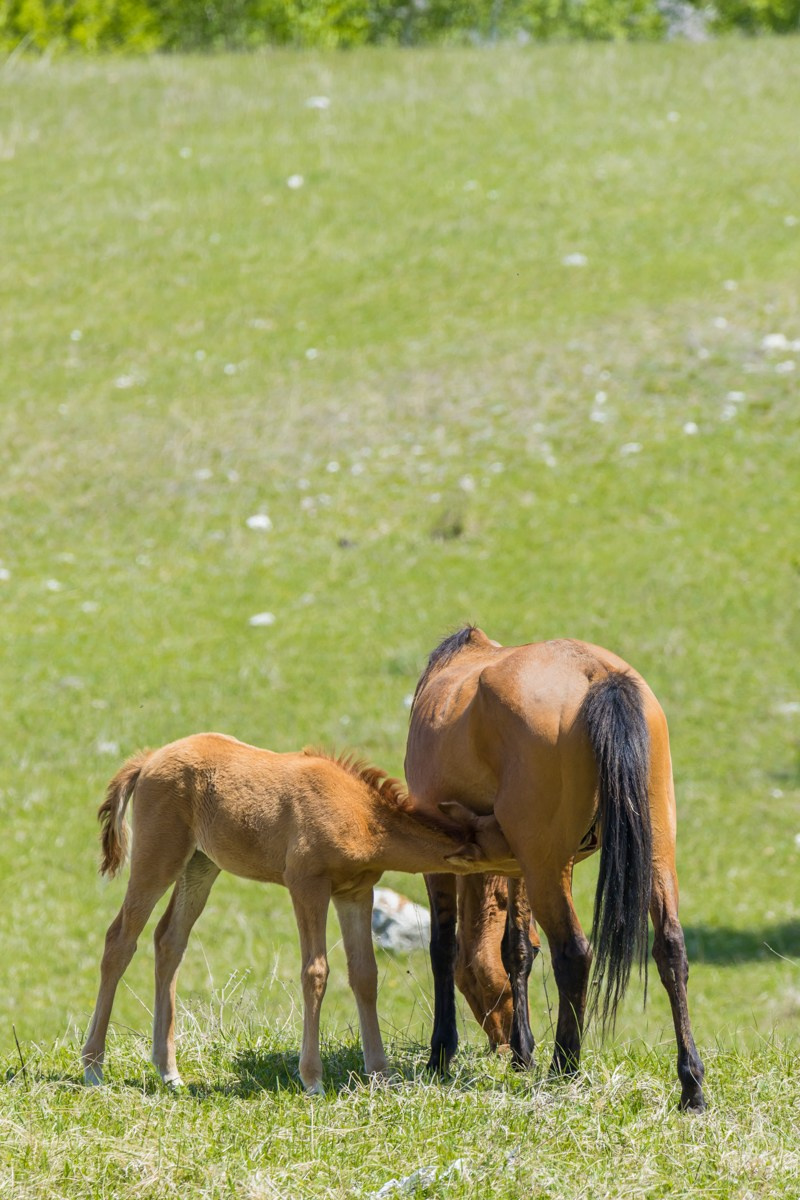 Животные. Photomantis