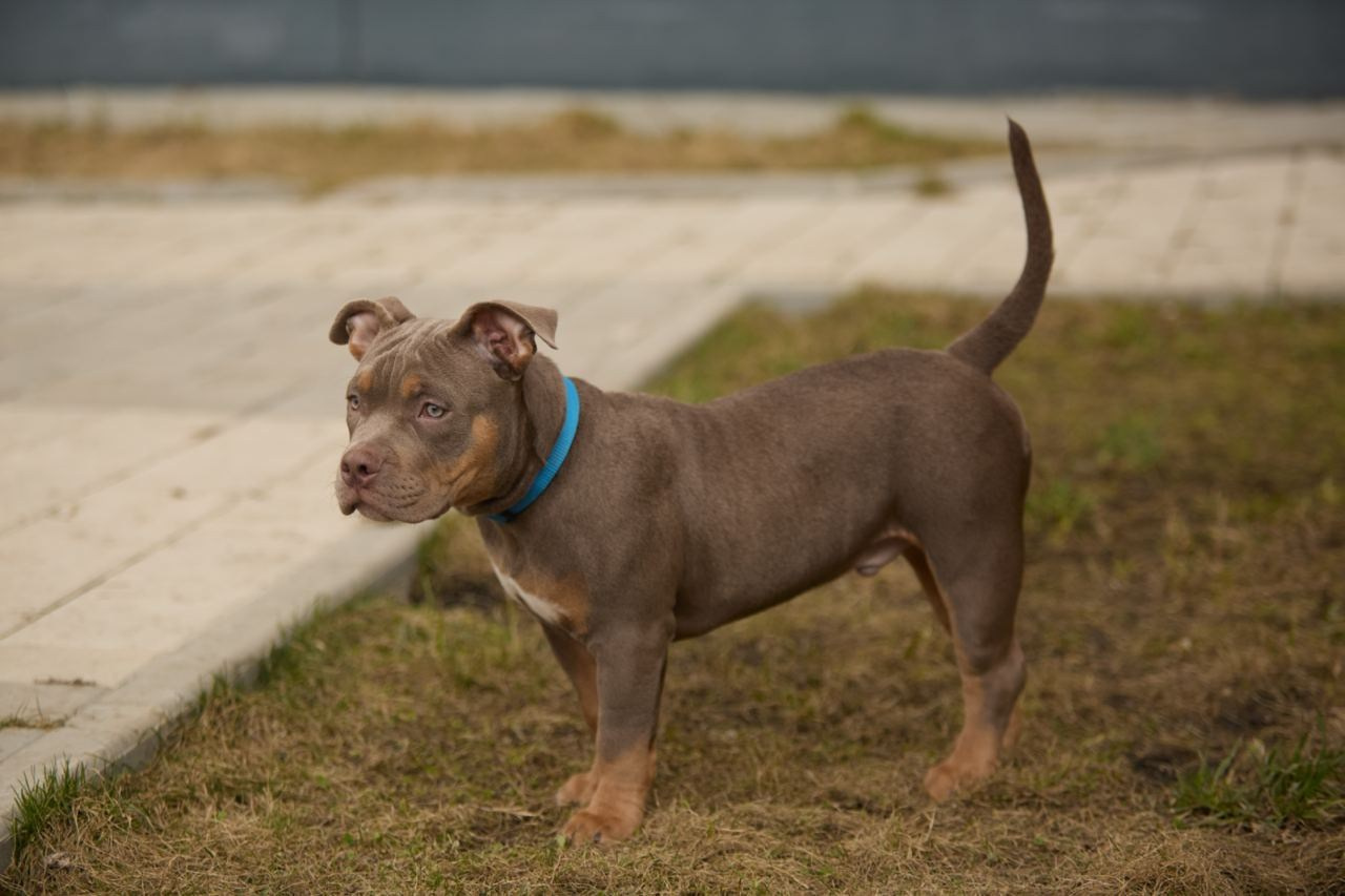 Фотосессия Kenzo. Buyvolenko Andrey