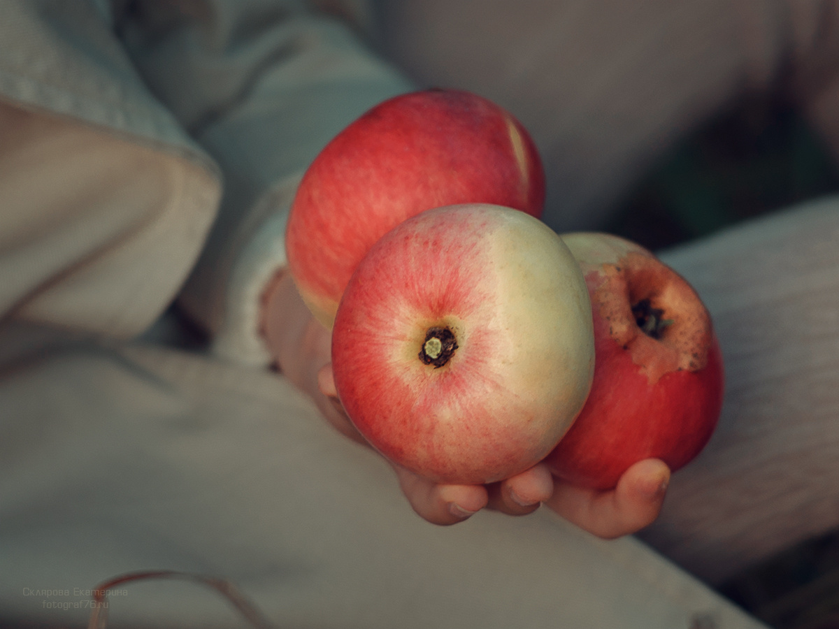 Яблочный спас. Детский и семейный фотограф Склярова Екатерина