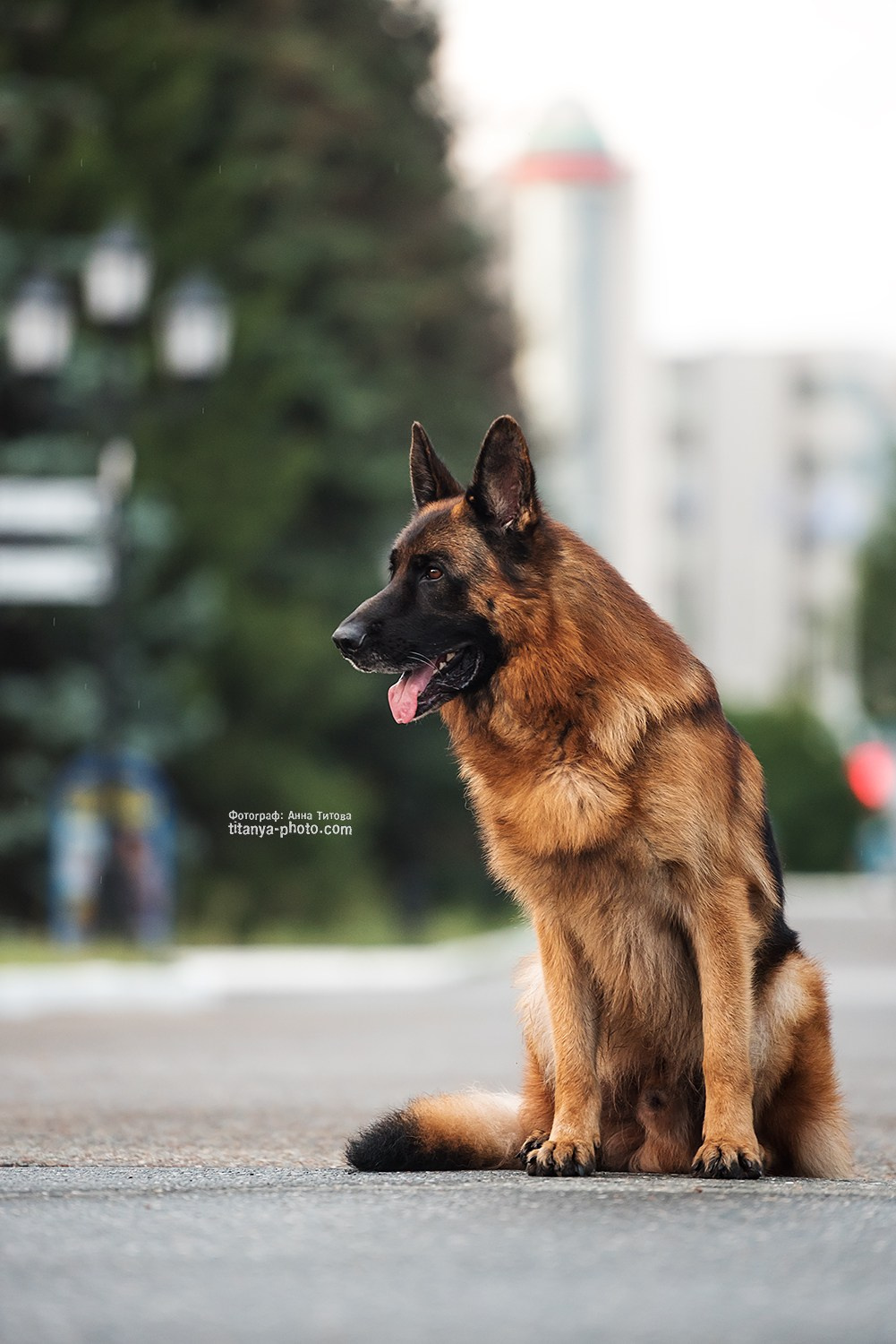 Экстерьерная фотосъёмка немецких овчарок. Фотограф собак, фотограф-анималист Аня Титова (Titanya). Москва