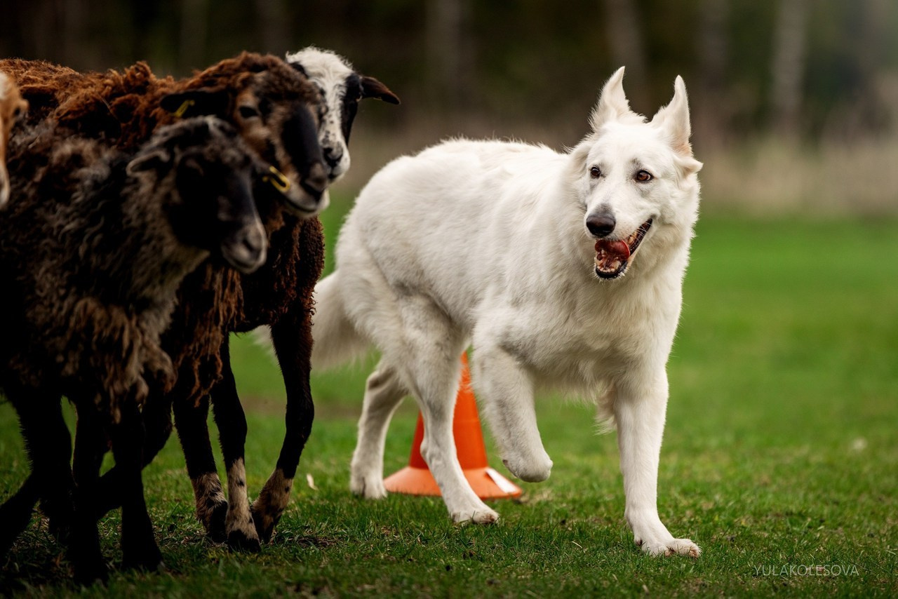 Отзывы. YULA KOLESOVA | Фотограф — Анималист | Художник | Тюмень