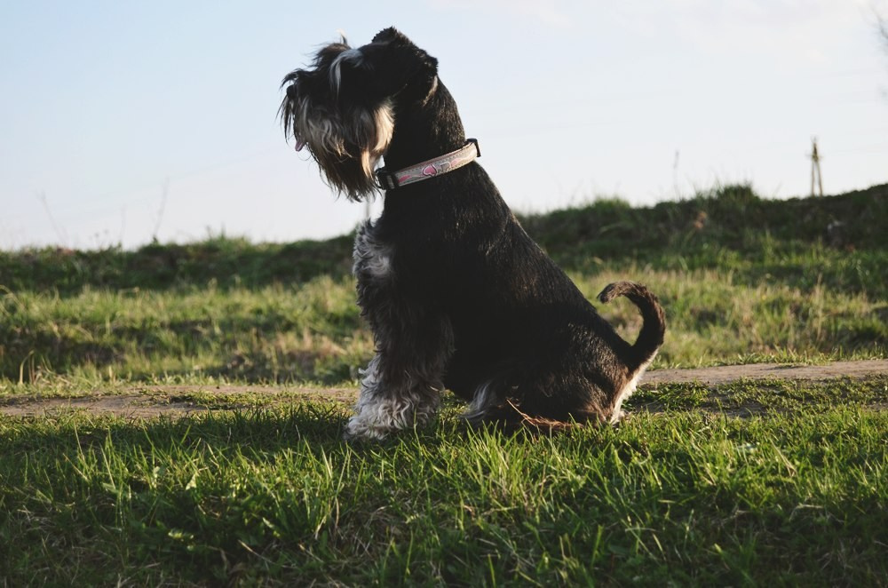 Леля/Asson Ari Unara Valeri. Питомник цвергшнауцеров в Беларуси «Делинсо Бэлэнс»