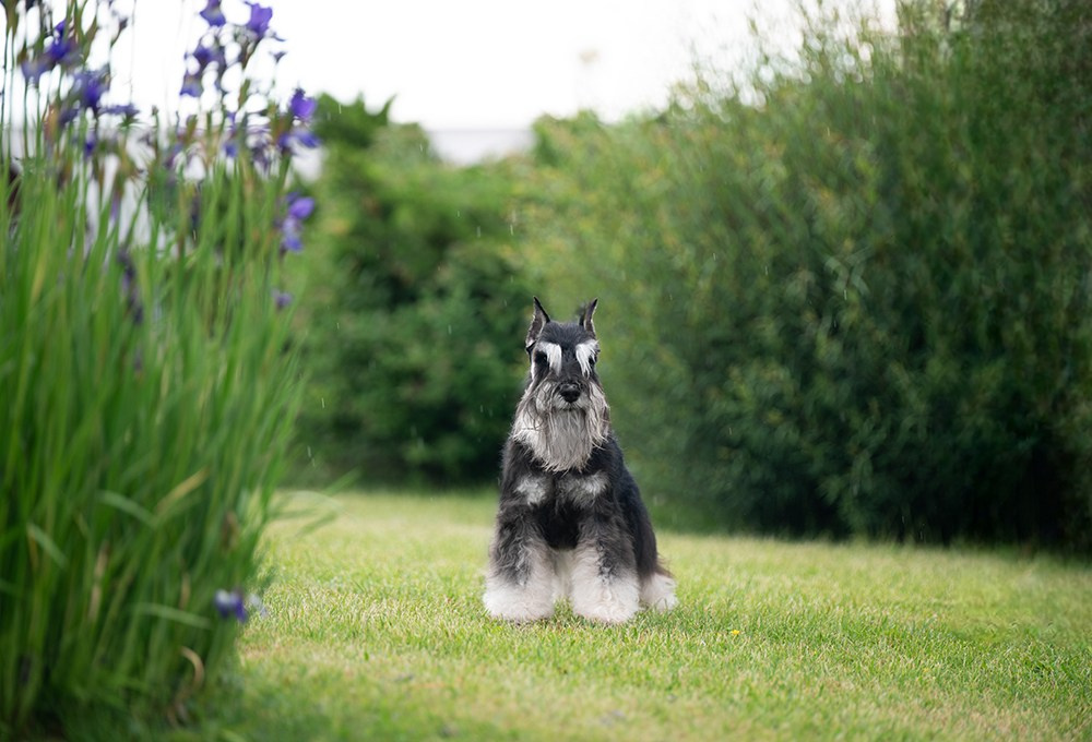 Оскар/Delinso Balance Zaffiro. Питомник цвергшнауцеров в Беларуси «Делинсо Бэлэнс»
