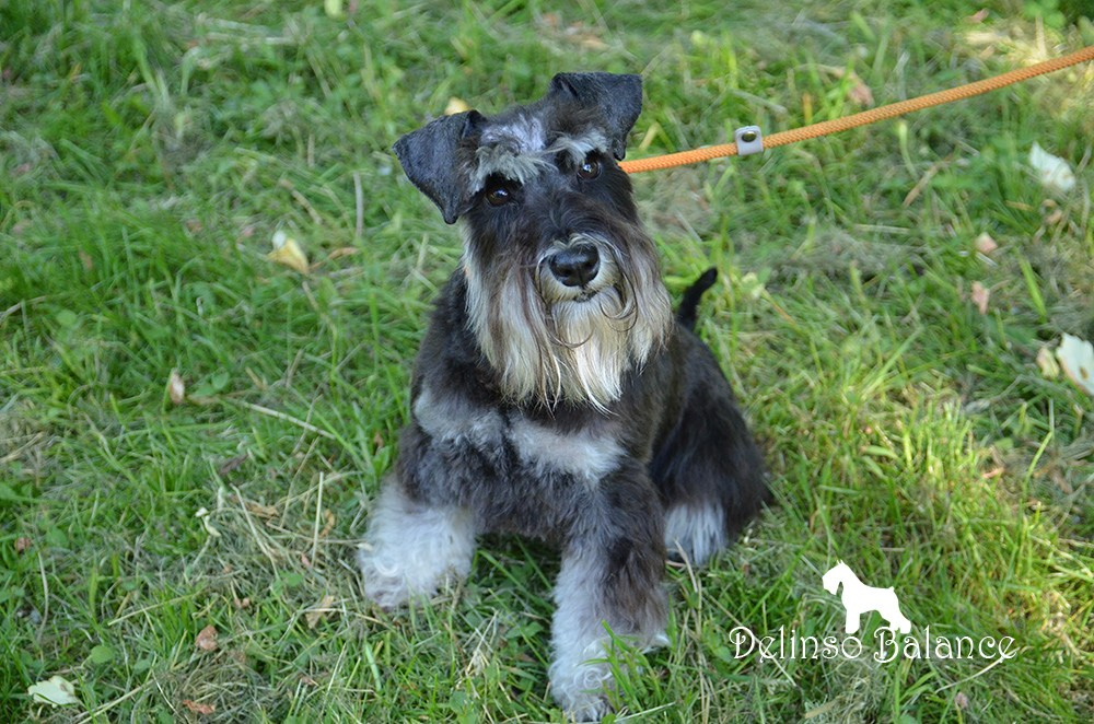 Бекки/ Delinso Balance Brilliance. Питомник цвергшнауцеров в Беларуси «Делинсо Бэлэнс»