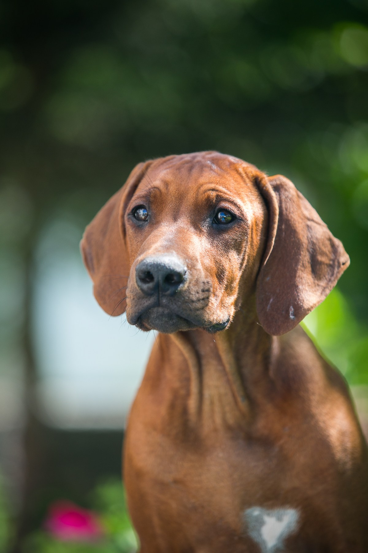 Щенки. Семейный и детский фотограф в Москве Мария Быкова