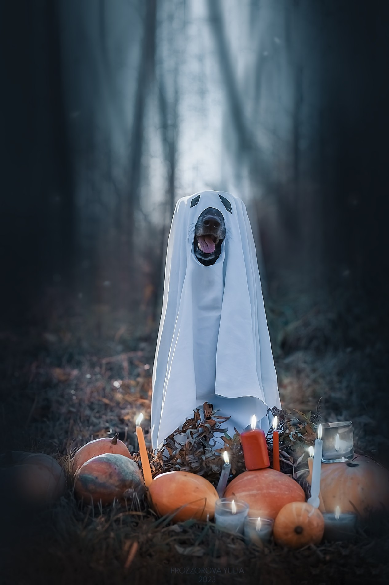 Фотографии собак  в Новосибирске. Фотограф в Новосибирске