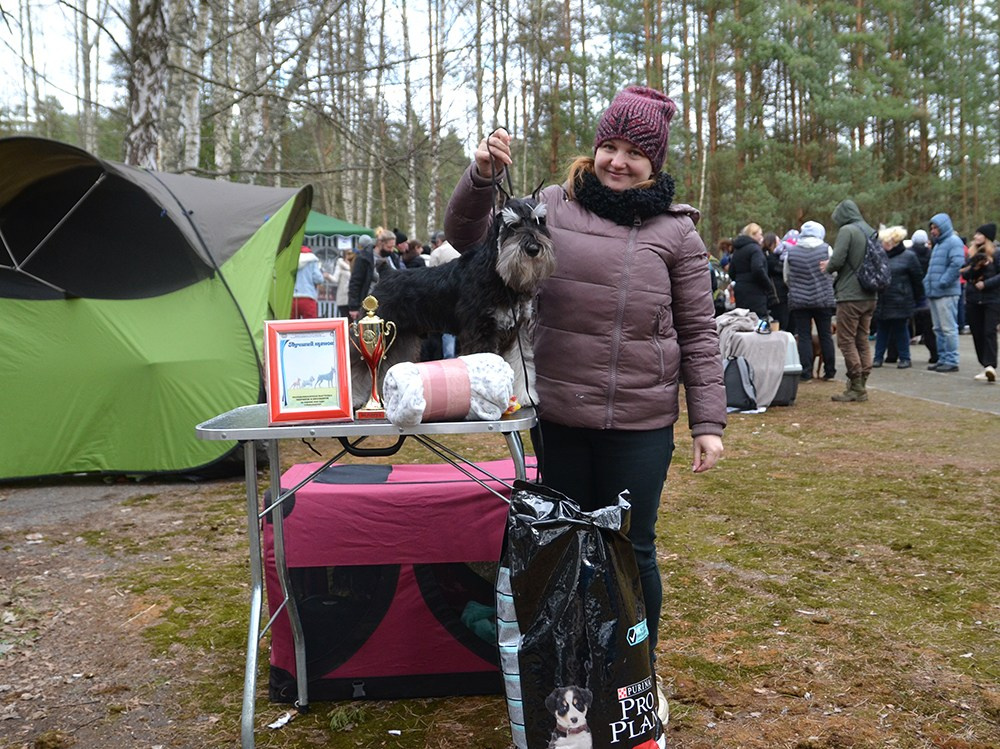 Оскар/Delinso Balance Zaffiro. Питомник цвергшнауцеров в Беларуси «Делинсо Бэлэнс»