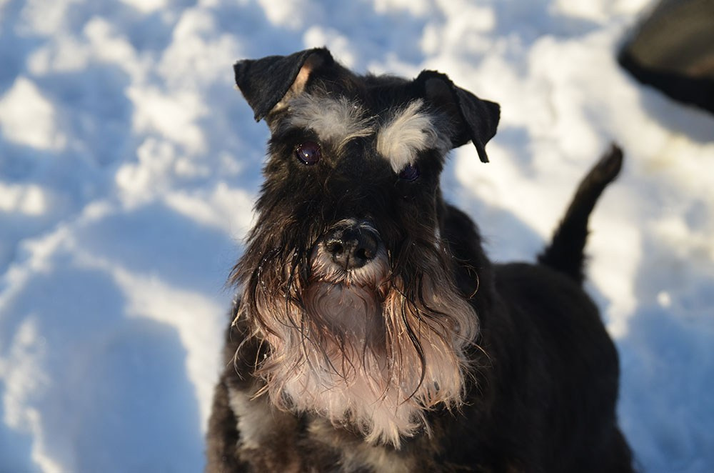 Леля/Asson Ari Unara Valeri. Питомник цвергшнауцеров в Беларуси «Делинсо Бэлэнс»