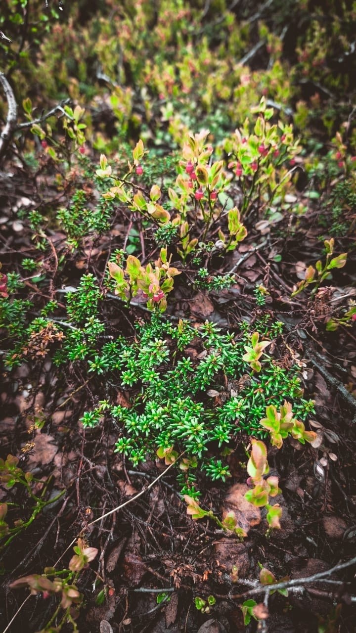 Мурманск | 20-22.06.2025. Галерея Фантим