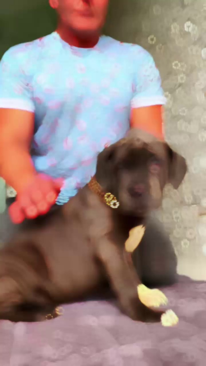 Hunter&Queenie, 10.09.25. Американские булли XL в г. Калининград. Питомник Great Bully UNIVERSE