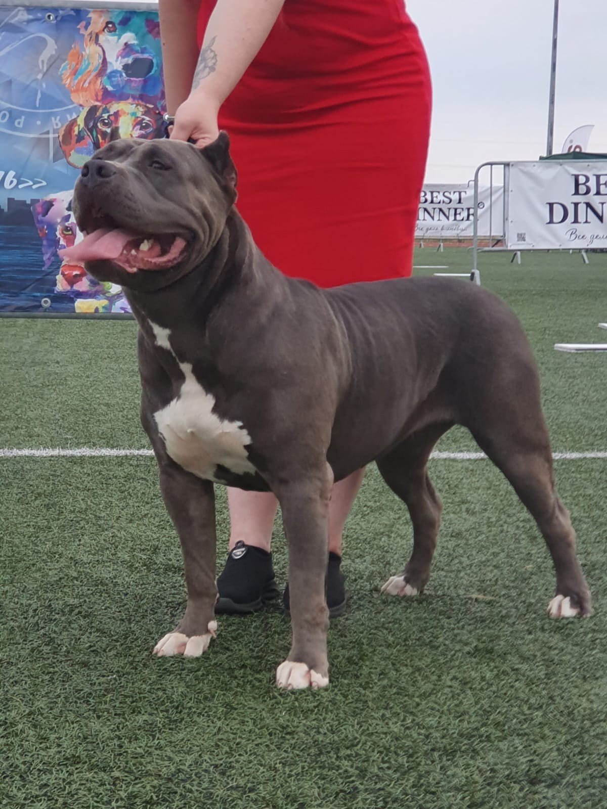 UPB’s Queenie & Zeus. 16.04.24. Американские булли XL в г. Калининград. Питомник Great Bully UNIVERSE