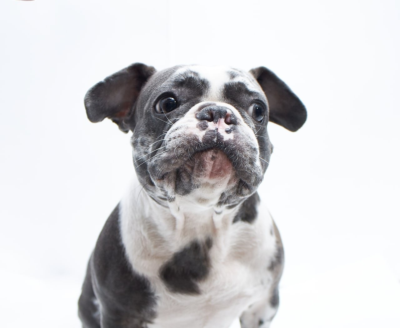 Фотосессия для сайта Ветеринарной клиники. Персональный и коммерческий фотограф в Тюмени Полина Лапардина